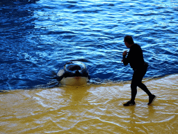 Zookeeper and Orca at the Orca Ocean at the Loro Parque zoo, during the Orca show