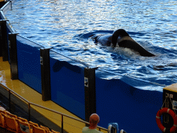 Orca at the Orca Ocean at the Loro Parque zoo, during the Orca show