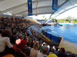 Orca splashing water at the Orca Ocean at the Loro Parque zoo, during the Orca show