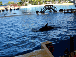 Orca at the Orca Ocean at the Loro Parque zoo, during the Orca show