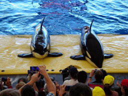 Orcas at the Orca Ocean at the Loro Parque zoo, during the Orca show