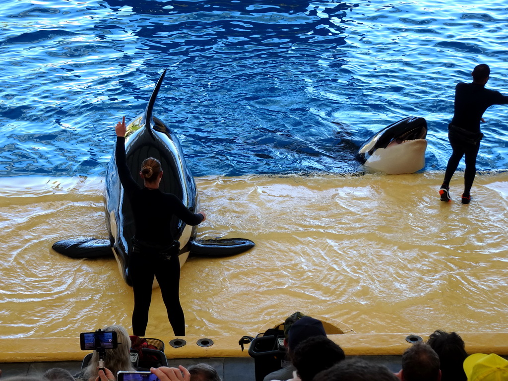 Zookeepers and Orcas at the Orca Ocean at the Loro Parque zoo, during the Orca show