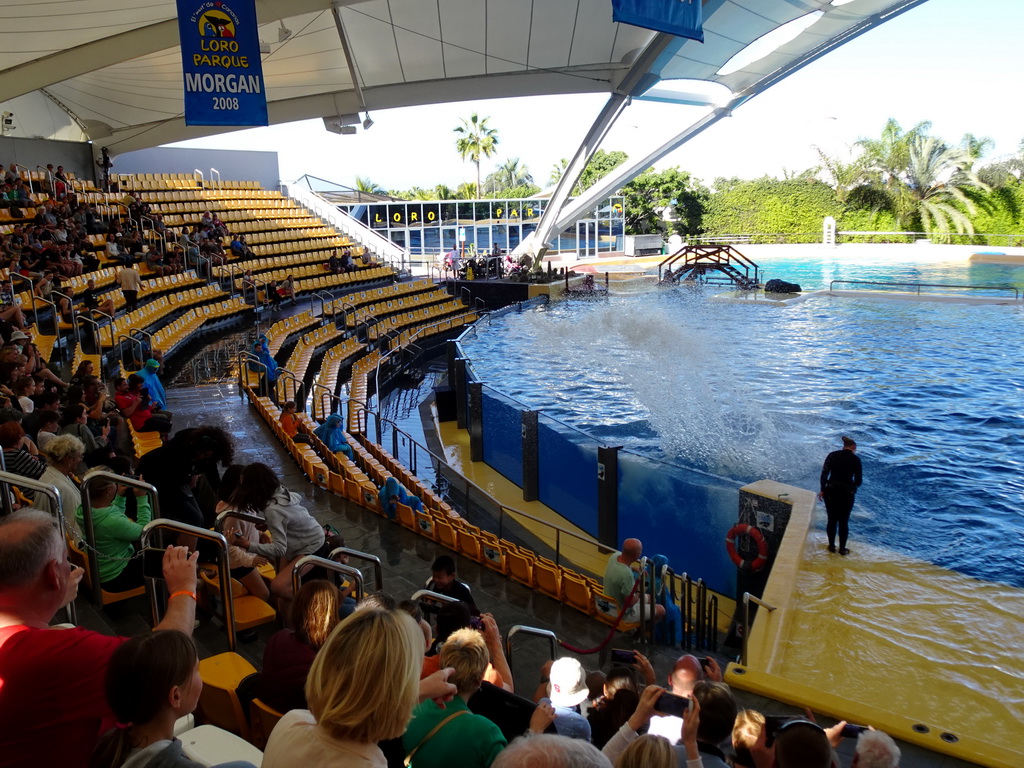 Orca splashing water at the Orca Ocean at the Loro Parque zoo, during the Orca show