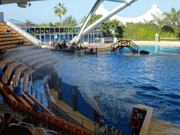 Orca splashing water at the Orca Ocean at the Loro Parque zoo, during the Orca show