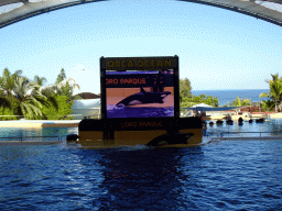 Zookeepers and Orca at the Orca Ocean at the Loro Parque zoo, during the Orca show