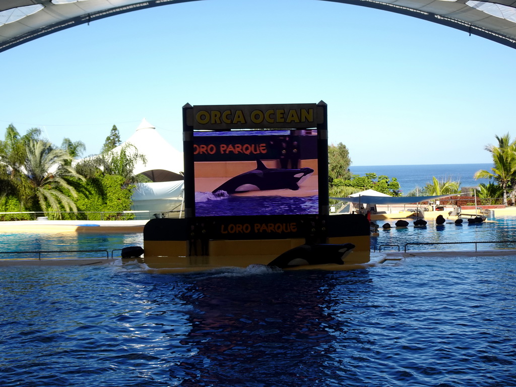 Zookeepers and Orca at the Orca Ocean at the Loro Parque zoo, during the Orca show