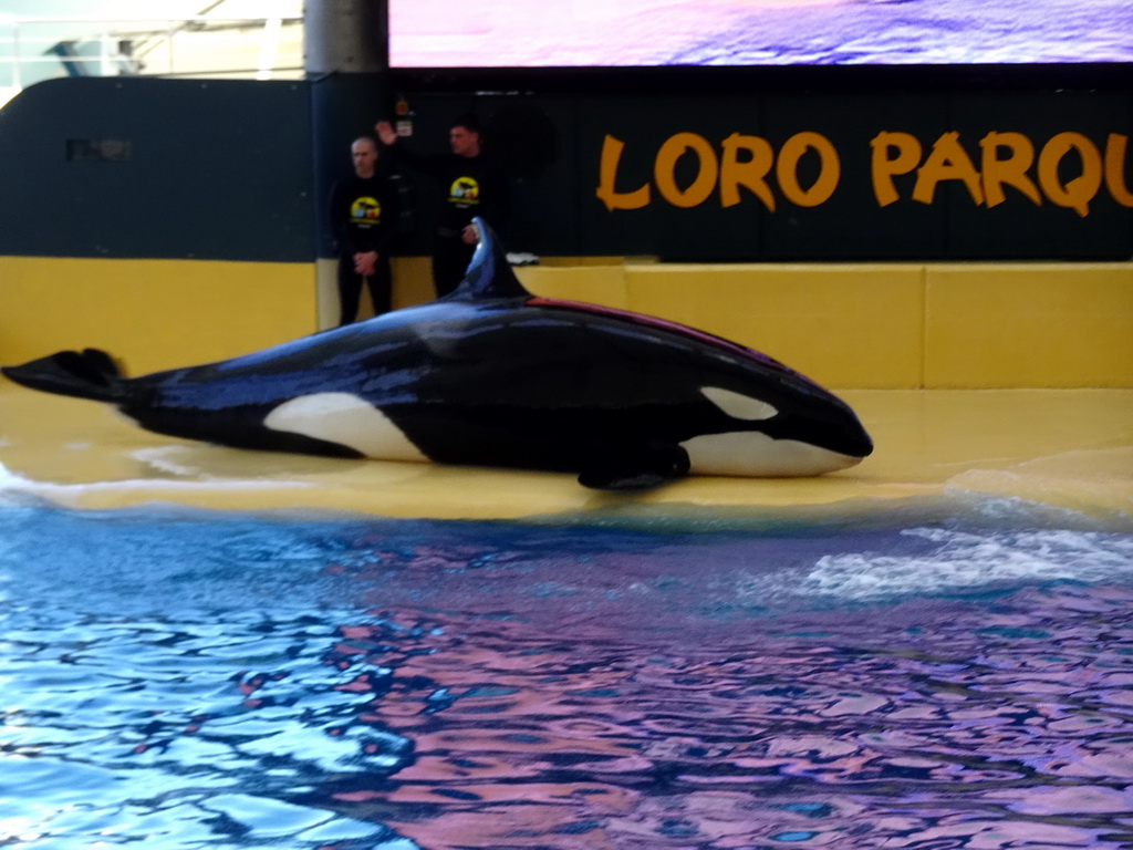 Zookeepers and Orca at the Orca Ocean at the Loro Parque zoo, during the Orca show