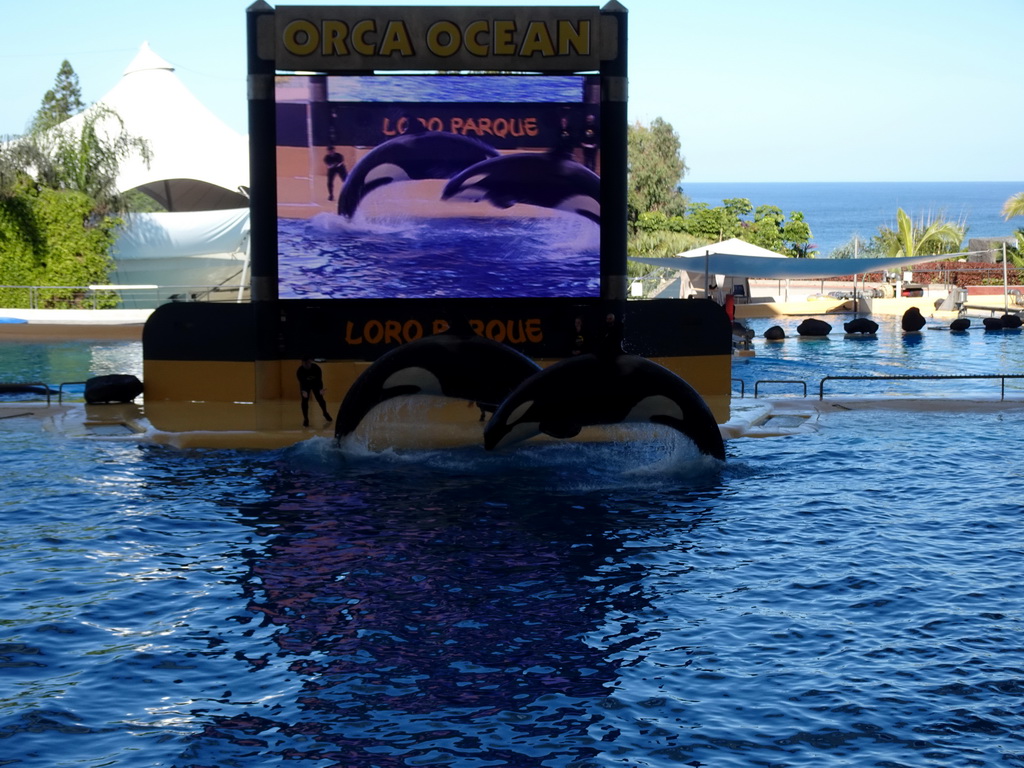 Zookeepers and Orcas at the Orca Ocean at the Loro Parque zoo, during the Orca show