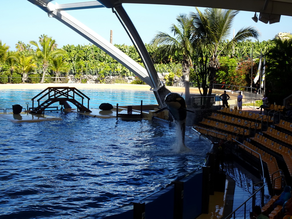 Orca at the Orca Ocean at the Loro Parque zoo, during the Orca show