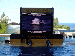 Zookeepers and Orcas at the Orca Ocean at the Loro Parque zoo, during the Orca show