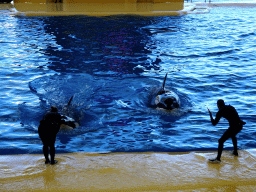 Zookeepers and Orcas at the Orca Ocean at the Loro Parque zoo, during the Orca show