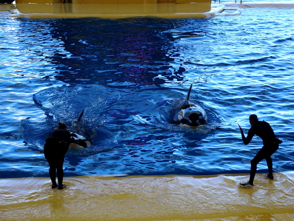 Zookeepers and Orcas at the Orca Ocean at the Loro Parque zoo, during the Orca show