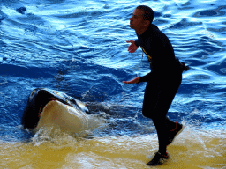 Zookeeper and Orca at the Orca Ocean at the Loro Parque zoo, during the Orca show