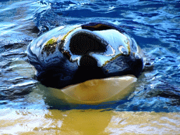 Orca at the Orca Ocean at the Loro Parque zoo, during the Orca show