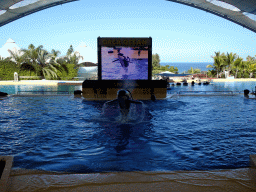 Zookeepers and Orcas at the Orca Ocean at the Loro Parque zoo, during the Orca show