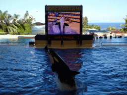 Zookeepers and Orcas at the Orca Ocean at the Loro Parque zoo, during the Orca show