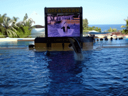 Zookeepers and Orcas at the Orca Ocean at the Loro Parque zoo, during the Orca show