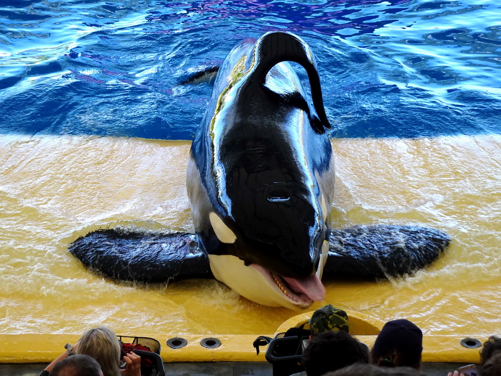 Orca at the Orca Ocean at the Loro Parque zoo, during the Orca show