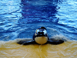 Orca at the Orca Ocean at the Loro Parque zoo, during the Orca show