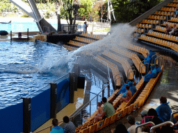 Orca splashing water at the Orca Ocean at the Loro Parque zoo, during the Orca show