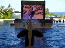 Zookeepers and Orca at the Orca Ocean at the Loro Parque zoo, during the Orca show