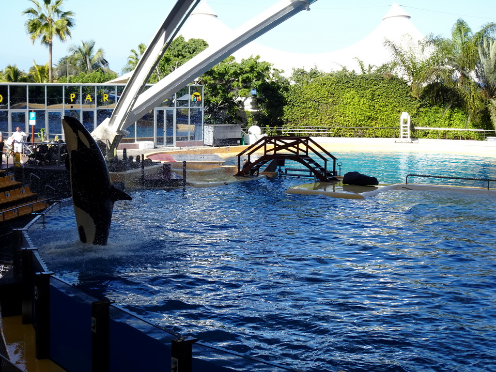 Orca at the Orca Ocean at the Loro Parque zoo, during the Orca show