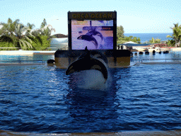 Zookeepers and Orcas at the Orca Ocean at the Loro Parque zoo, during the Orca show