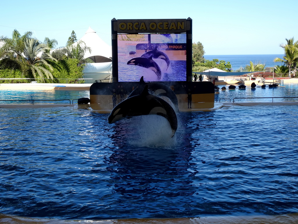 Zookeepers and Orcas at the Orca Ocean at the Loro Parque zoo, during the Orca show