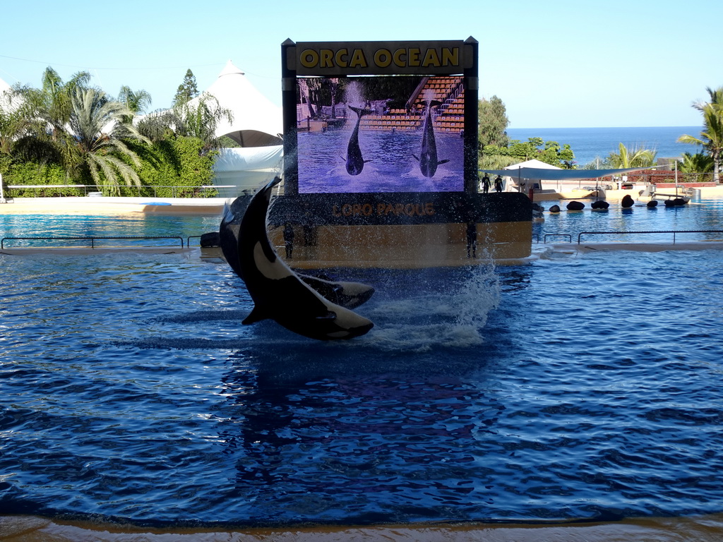 Zookeepers and Orcas at the Orca Ocean at the Loro Parque zoo, during the Orca show