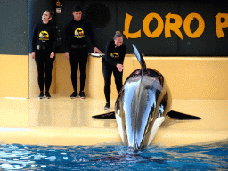 Zookeepers and Orcas at the Orca Ocean at the Loro Parque zoo, during the Orca show