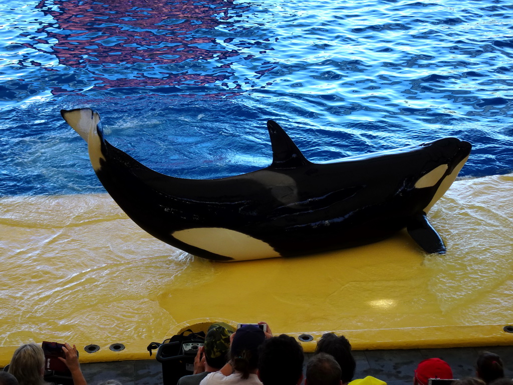 Zookeepers and Orcas at the Orca Ocean at the Loro Parque zoo, during the Orca show