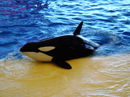 Zookeepers and Orcas at the Orca Ocean at the Loro Parque zoo, just after the Orca show