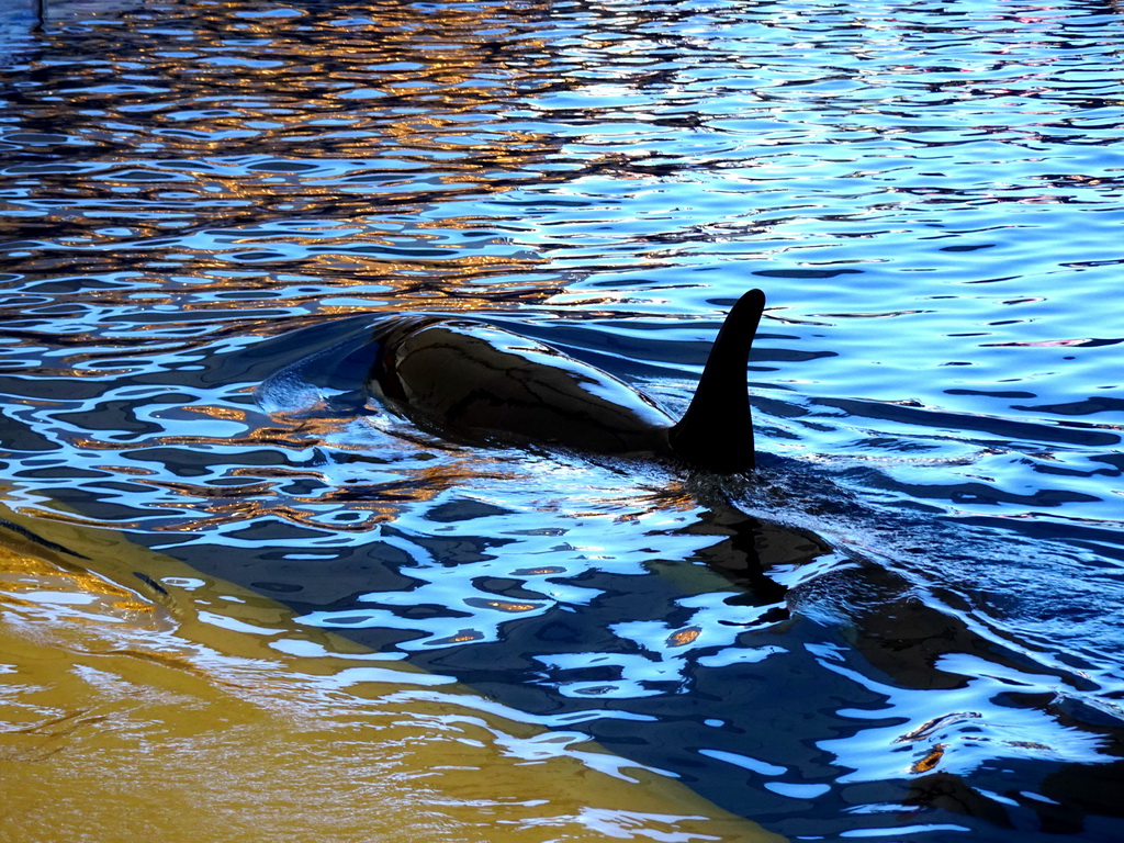 Orca at the Orca Ocean at the Loro Parque zoo, during the Orca show