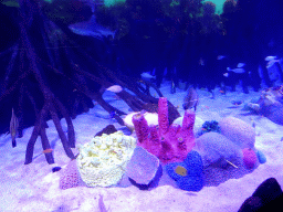 Shark, other fish and coral at the Aqua Viva building at the Loro Parque zoo