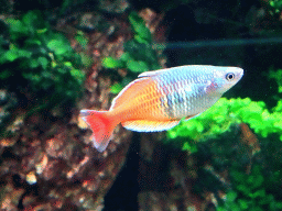 Fish at the Aqua Viva building at the Loro Parque zoo