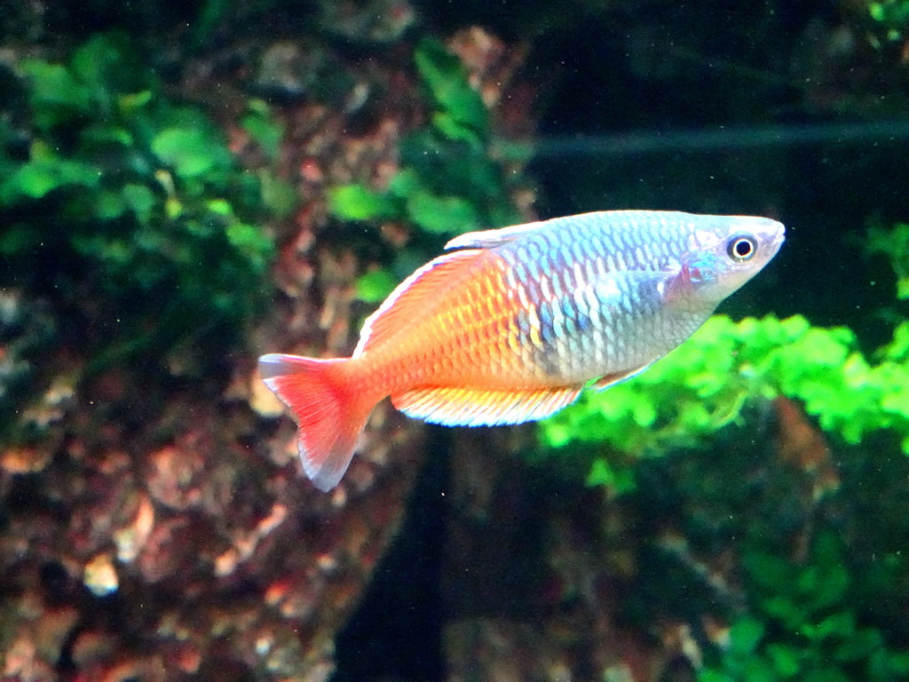 Fish at the Aqua Viva building at the Loro Parque zoo