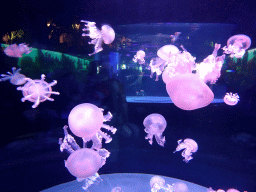 Jellyfish at the Aqua Viva building at the Loro Parque zoo