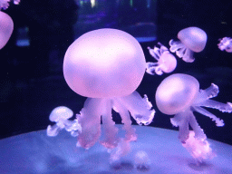 Jellyfish at the Aqua Viva building at the Loro Parque zoo