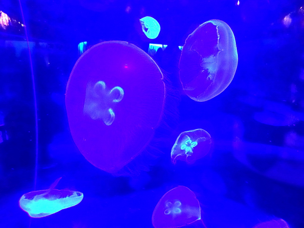 Jellyfish at the Aqua Viva building at the Loro Parque zoo