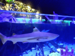 Shark and other fish at the Aqua Viva building at the Loro Parque zoo