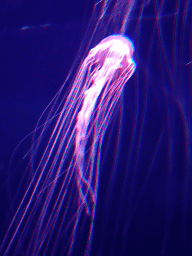 Jellyfish at the Aqua Viva building at the Loro Parque zoo
