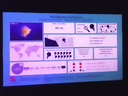 Information on the Egg Yolk Jellyfish at the Aqua Viva building at the Loro Parque zoo