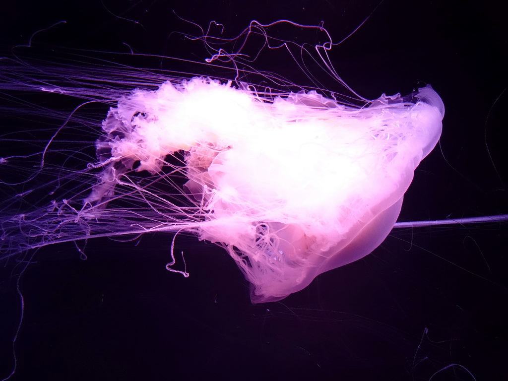 Egg Yolk Jellyfish at the Aqua Viva building at the Loro Parque zoo