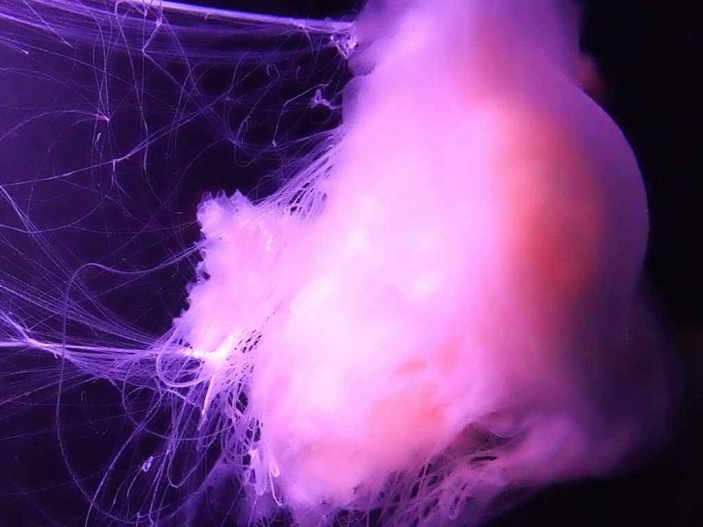 Egg Yolk Jellyfish at the Aqua Viva building at the Loro Parque zoo