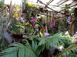 Orchids at the Orchidarium at the Loro Parque zoo