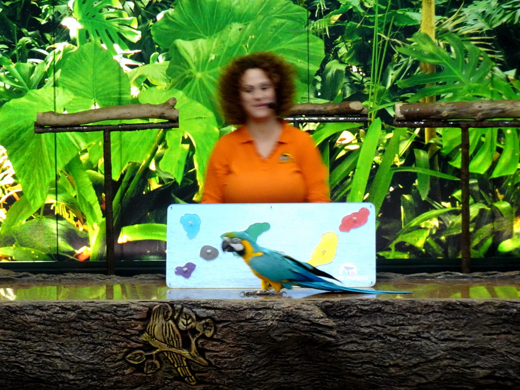 Zookeeper and a Blue-and-yellow Macaw at the Loro Show building at the Loro Parque zoo, during the Loro Show