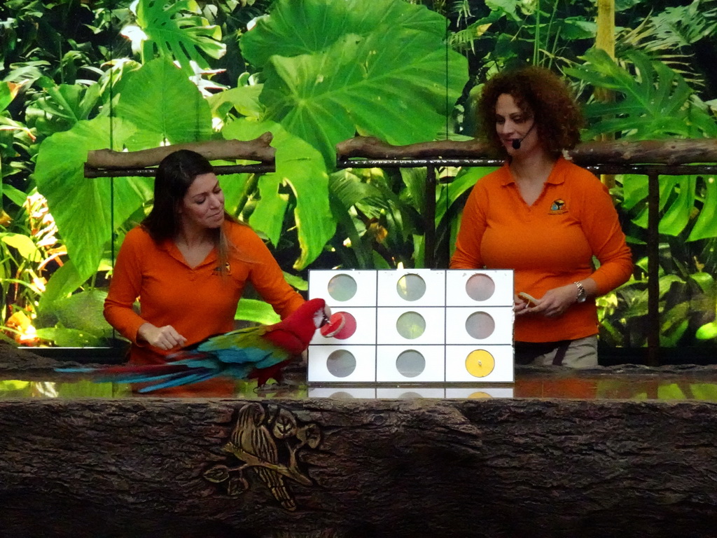 Zookeepers and a Scarlet Macaw at the Loro Show building at the Loro Parque zoo, during the Loro Show