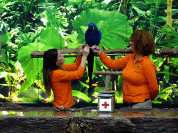 Zookeepers and a Hyacinth Macaw at the Loro Show building at the Loro Parque zoo, during the Loro Show