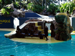 Zookeeper and Sea Lions at the Sea Lion Theatre at the Loro Parque zoo, during the Sea Lion show
