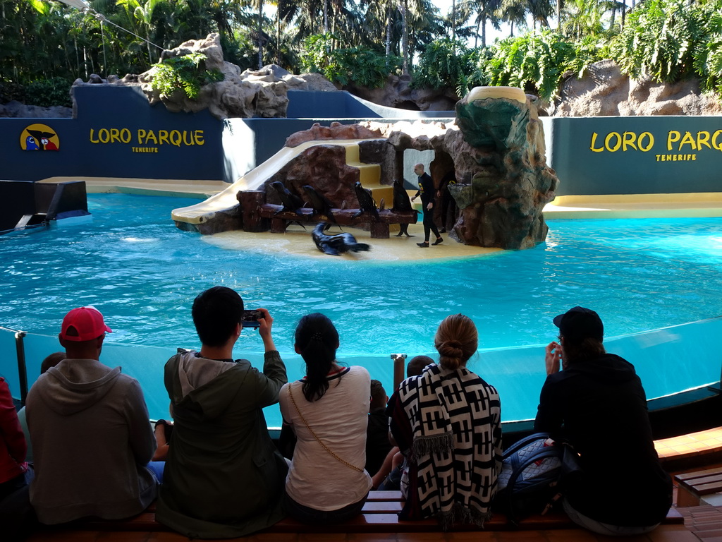 Zookeeper and Sea Lions at the Sea Lion Theatre at the Loro Parque zoo, during the Sea Lion show